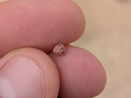 Leptothyra observed 2026-01-04