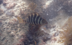 Chirodactylus spectabilis