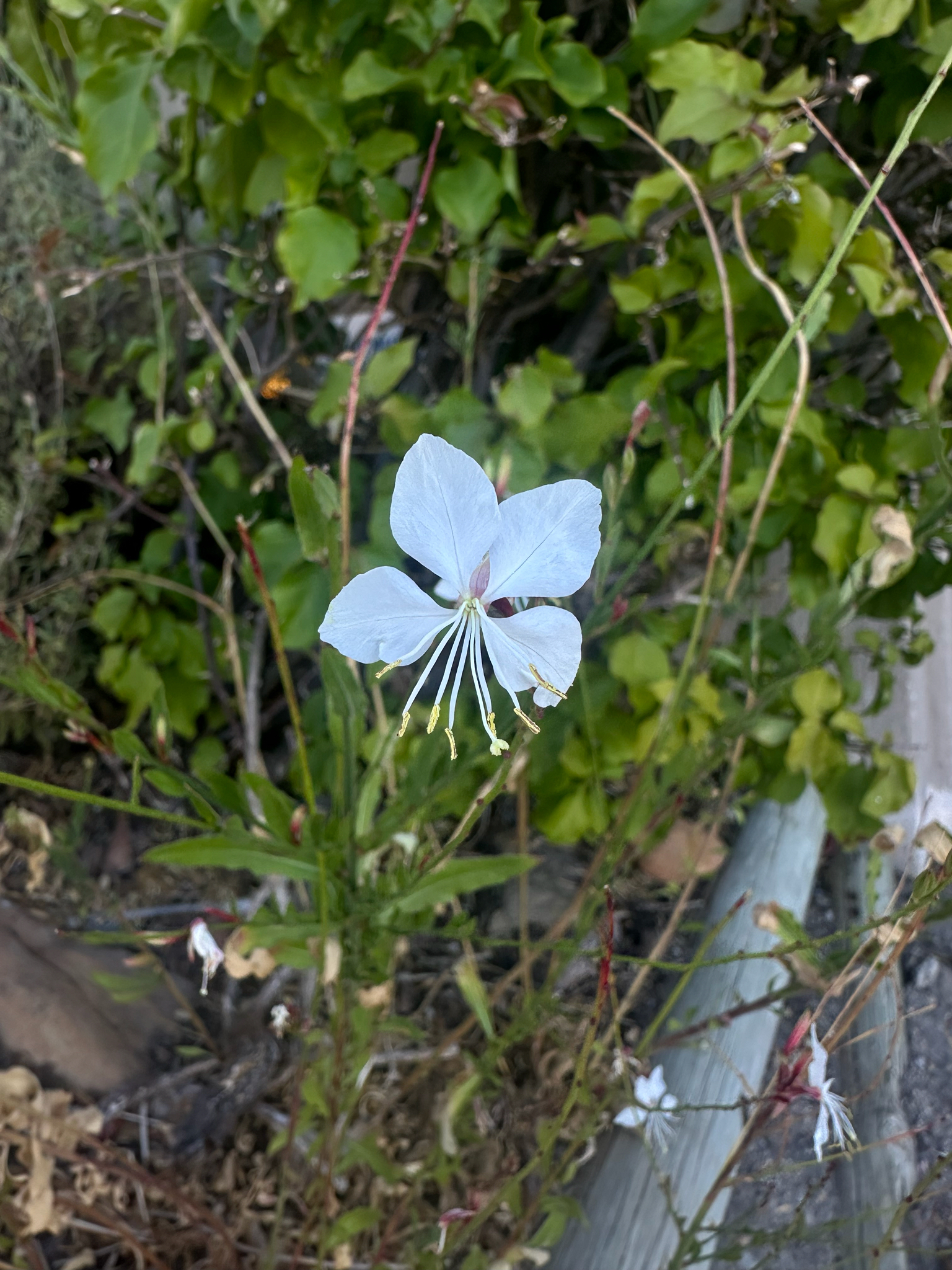 Flor de la tarde