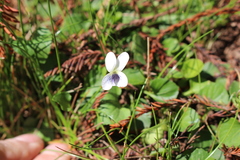 Viola cochranei