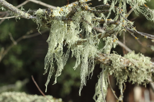 iNaturalist observation photo of lace lichen