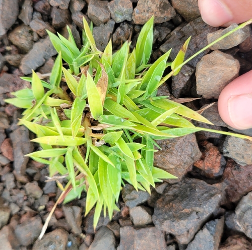Sacciolepis indica observed 2026-01-03