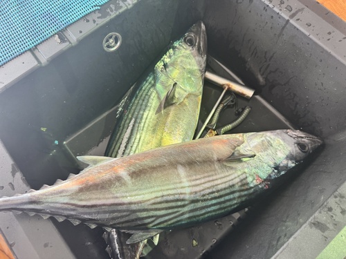 Oriental Bonito