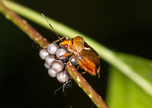 Deraeocoris flavilinea