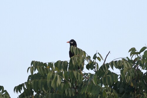 Montezuma Oropendola (Psarocolius montezuma)