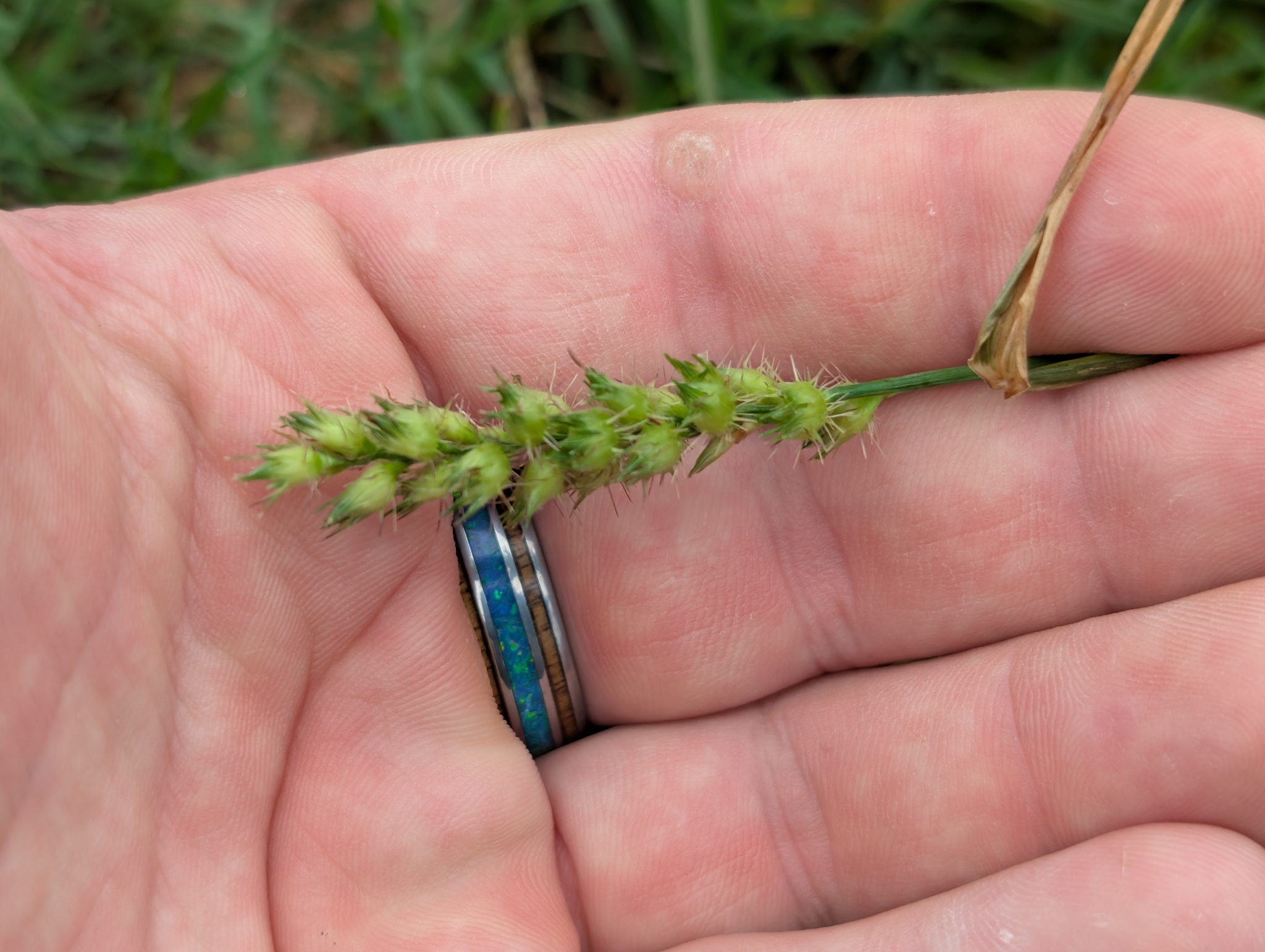 Mossman River grass