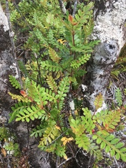 Weinmannia trichosperma