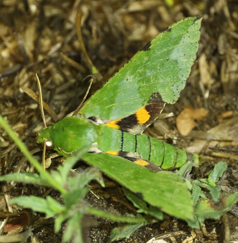 Verdant Hawkmoth