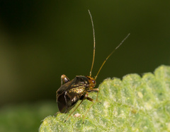 Halticus luteicollis