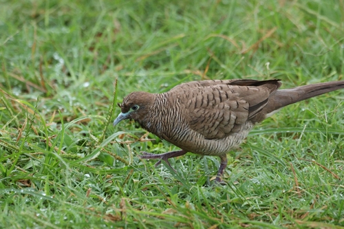 Zebra Dove (Geopelia striata), photo 5