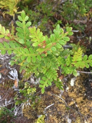 Weinmannia trichosperma