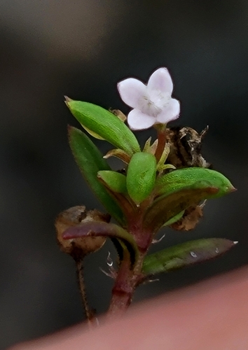 Oldenlandia corymbosa observed 2026-01-03