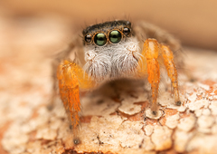 Habronattus icenoglei