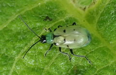 Diabrotica decempunctata