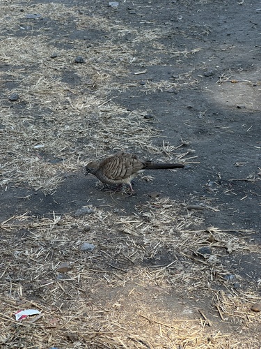 Zebra Dove (Geopelia striata), photo 8