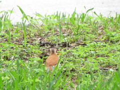 Furnarius leucopus cinnamomeus
