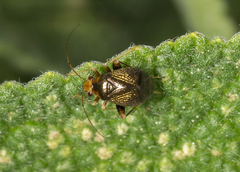 Halticus luteicollis