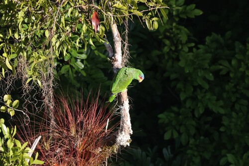 White-fronted Amazon (Amazona albifrons)