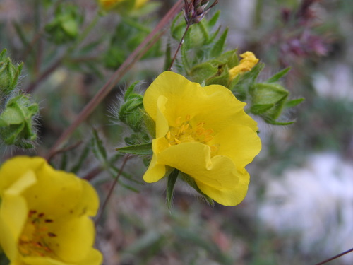hairy cinquefoil (Potentilla hirta)