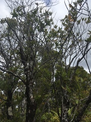 Weinmannia trichosperma