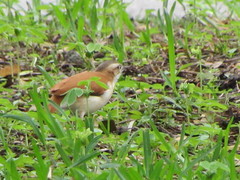 Furnarius leucopus cinnamomeus