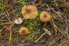 Pseudolaccaria pachyphylla