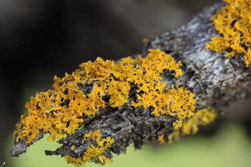 iNaturalist observation photo of Poplar Sunburst Lichen