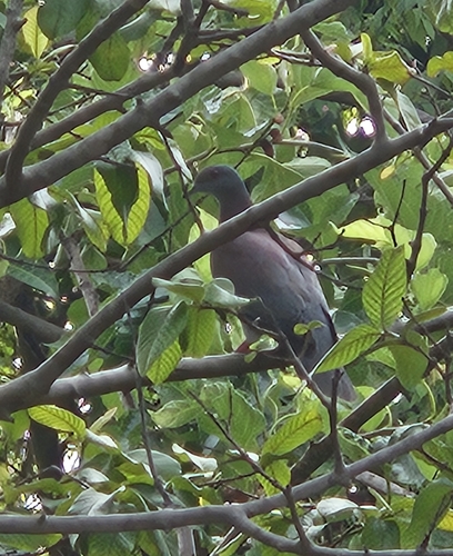 Pale-vented Pigeon