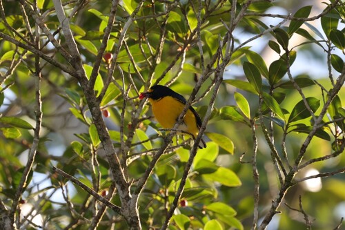 Yellow-throated Euphonia (Euphonia hirundinacea)