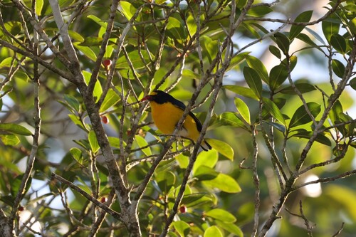 Yellow-throated Euphonia (Euphonia hirundinacea), photo 2