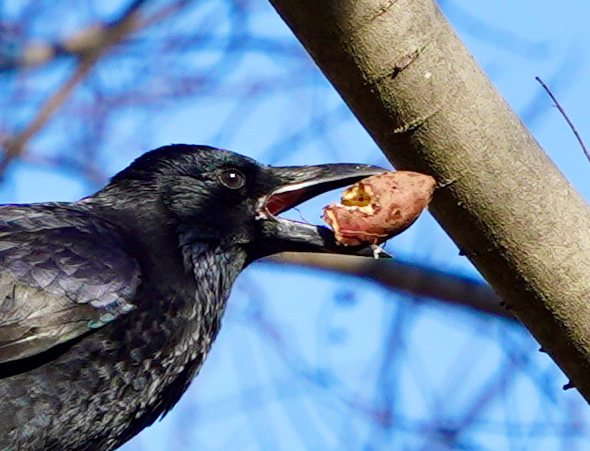 January Crow Eastern Carrion Crow from Oyakita 3-Chōme, Ebina, Kanagawa, JP on ...