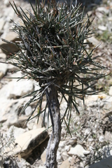 Ephedra compacta