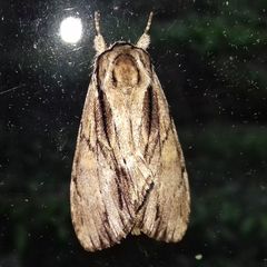 Shaka atrovittatus