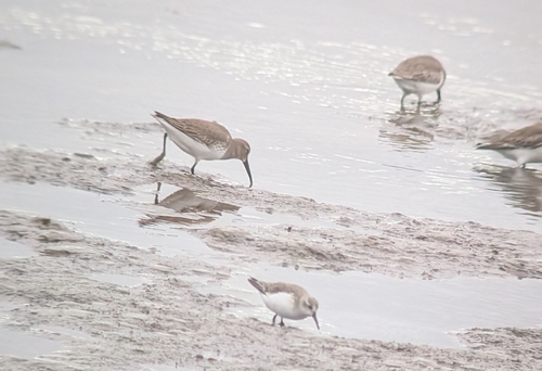 Dunlin (Calidris alpina), photo 6