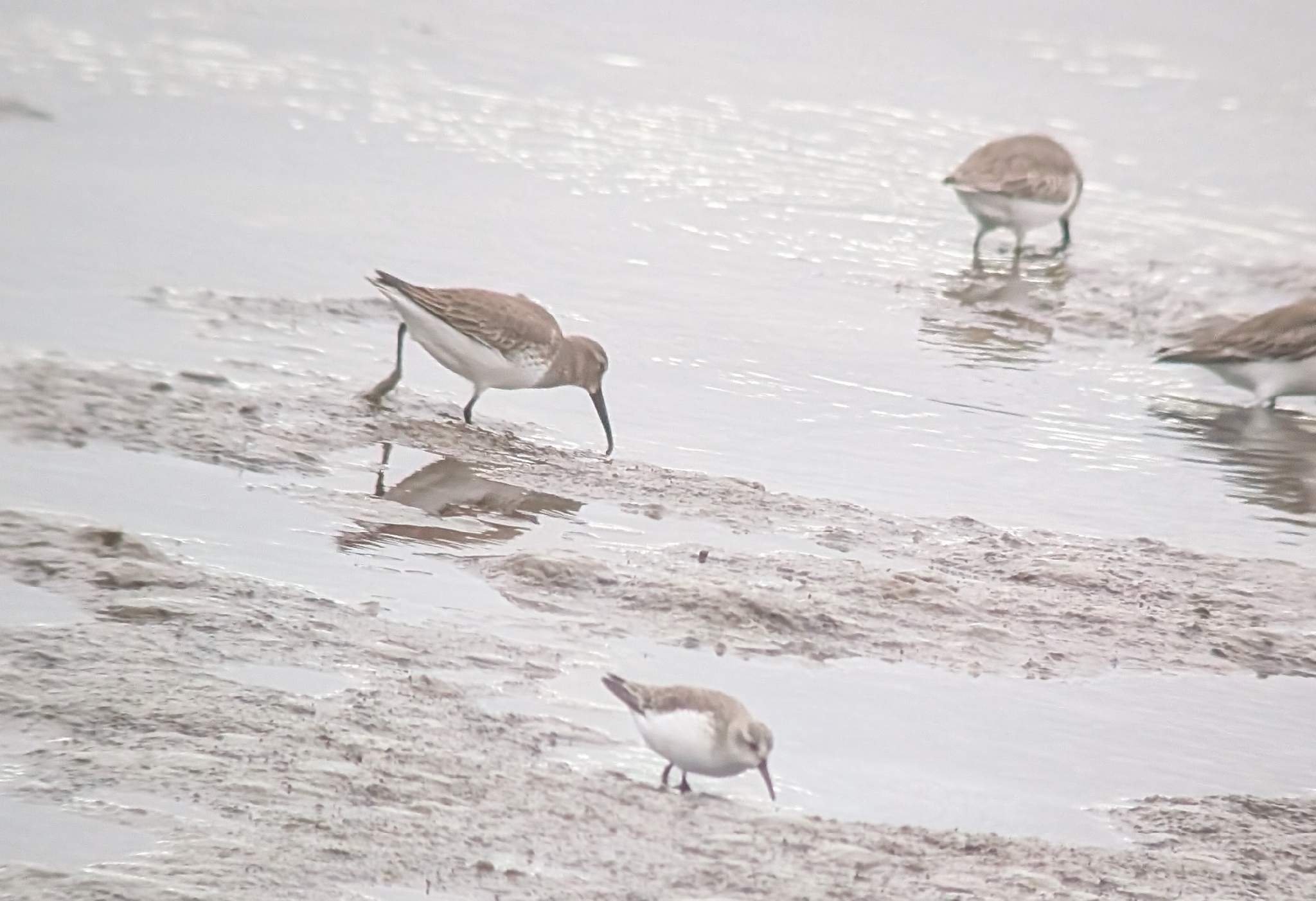 Dunlin (Calidris alpina), photo 6