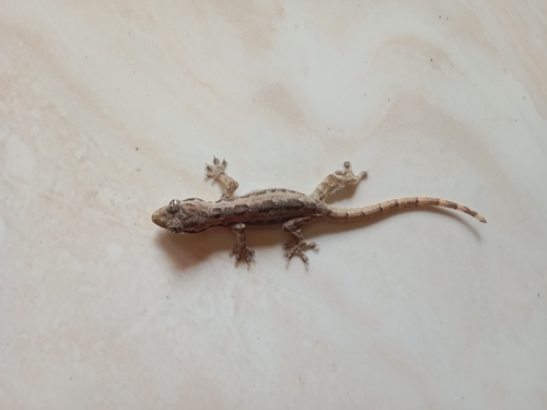 Hemidactylus platyurus