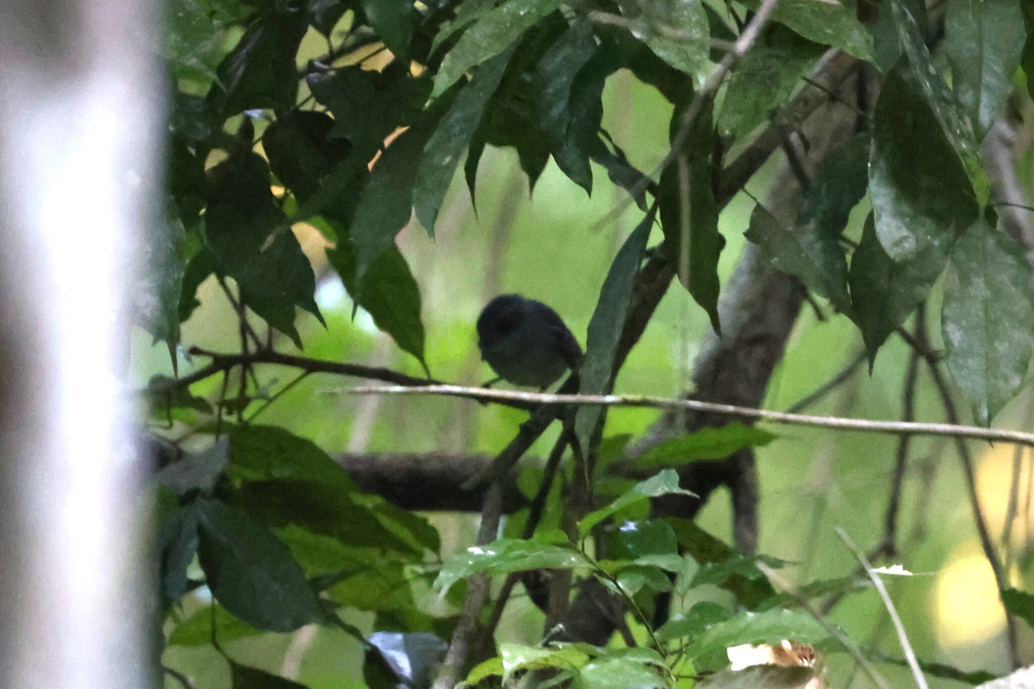 Plain Antvireo (Dysithamnus mentalis), photo 2