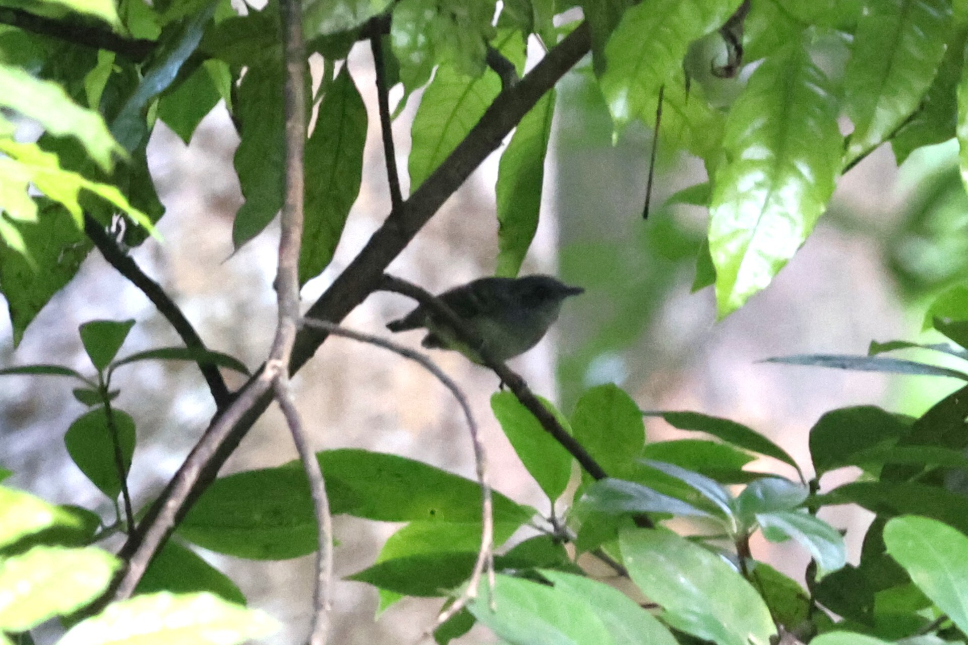 Plain Antvireo (Dysithamnus mentalis), photo 1