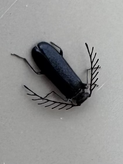 Exocalopus