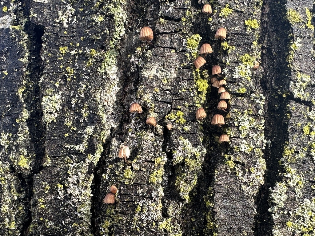 Mycena corticola · January 2026 · photo: © jasonrgrant (iNaturalist, cc-by)