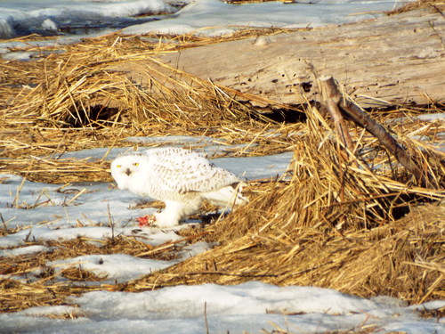 Snowy Owl photographed in Massachusetts