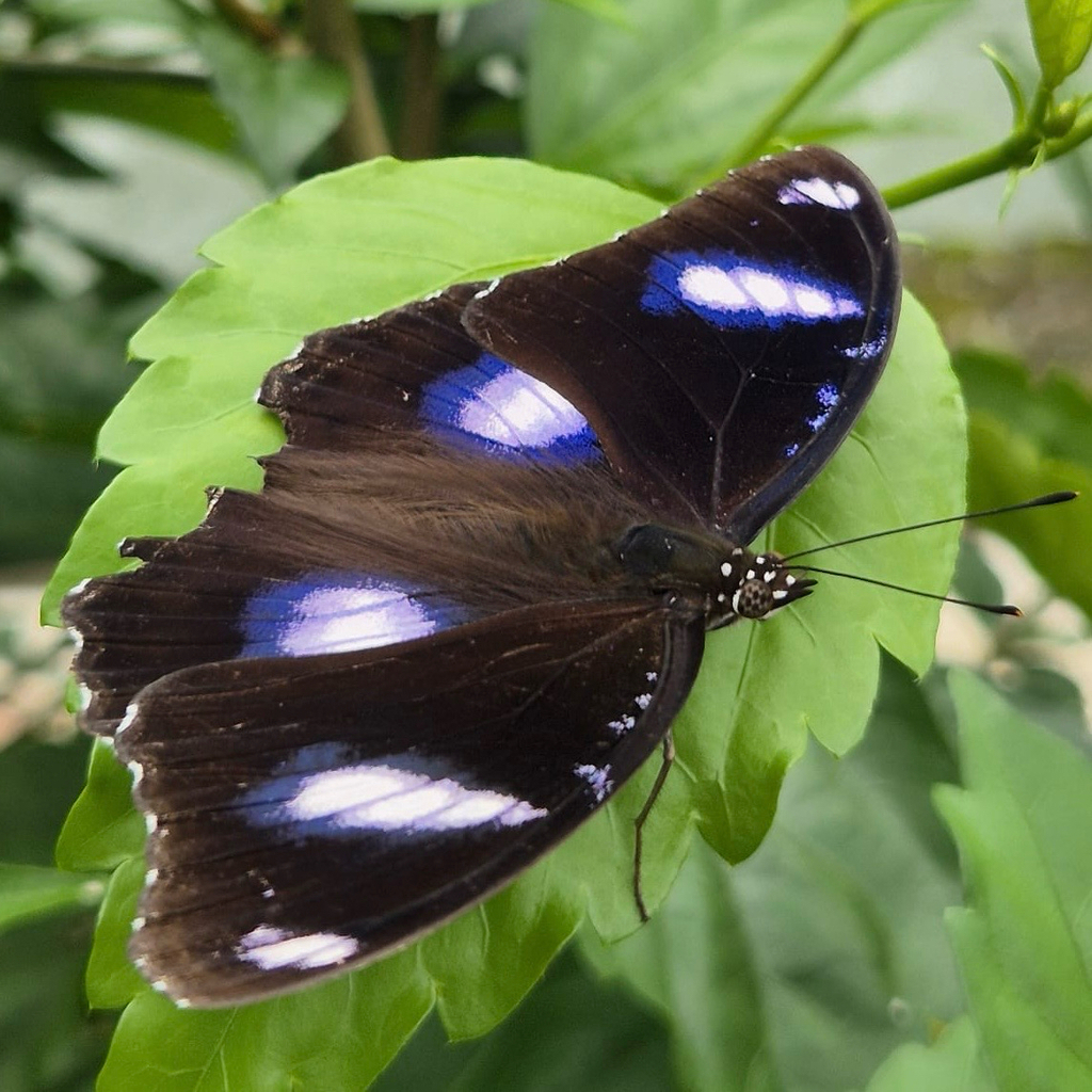 Hypolimnas bolina (Hypolimnas bolina)