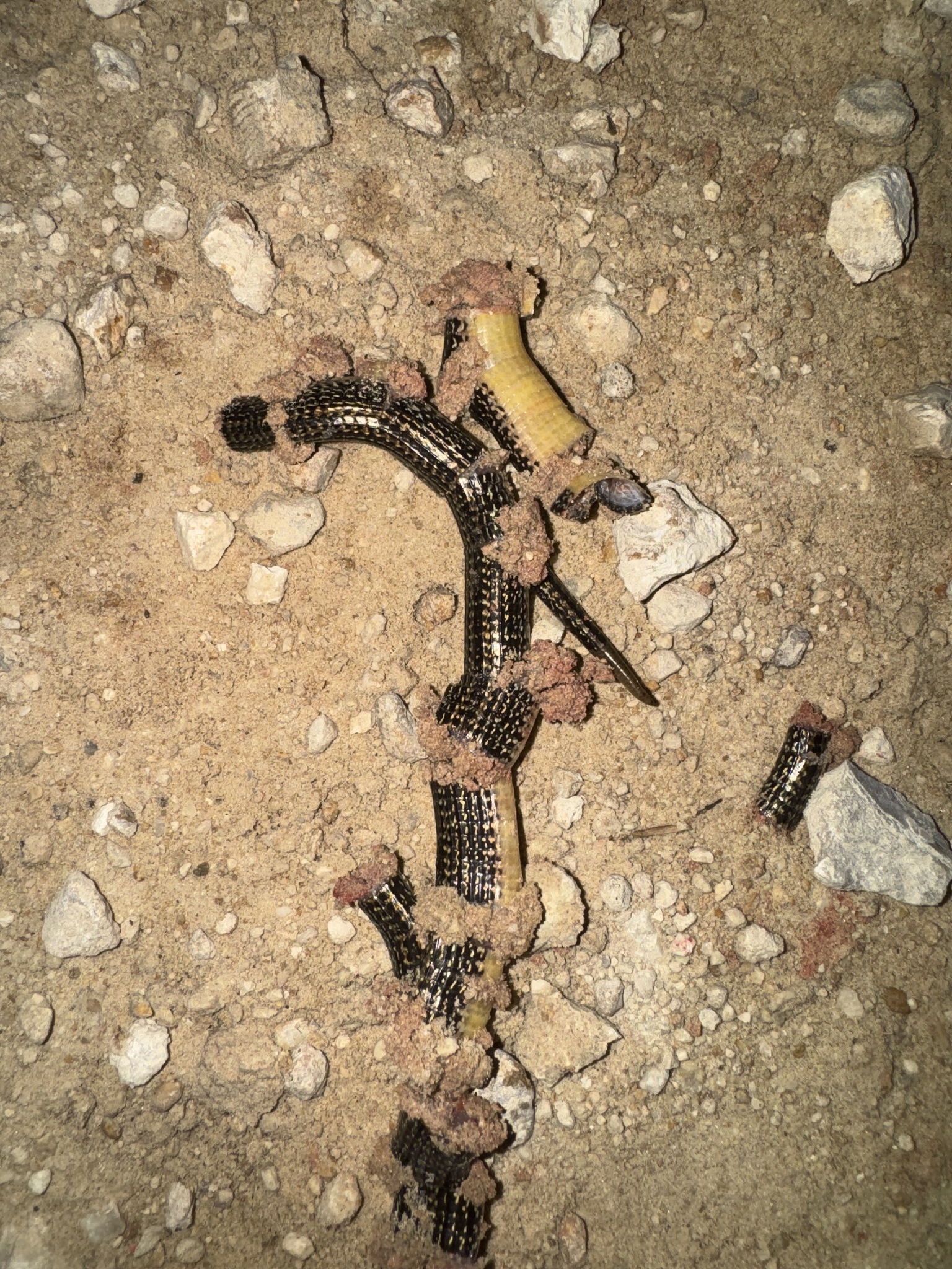 Ophisaurus ventralis (Linnaeus, 1766)