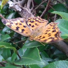Polygonia c-aureum