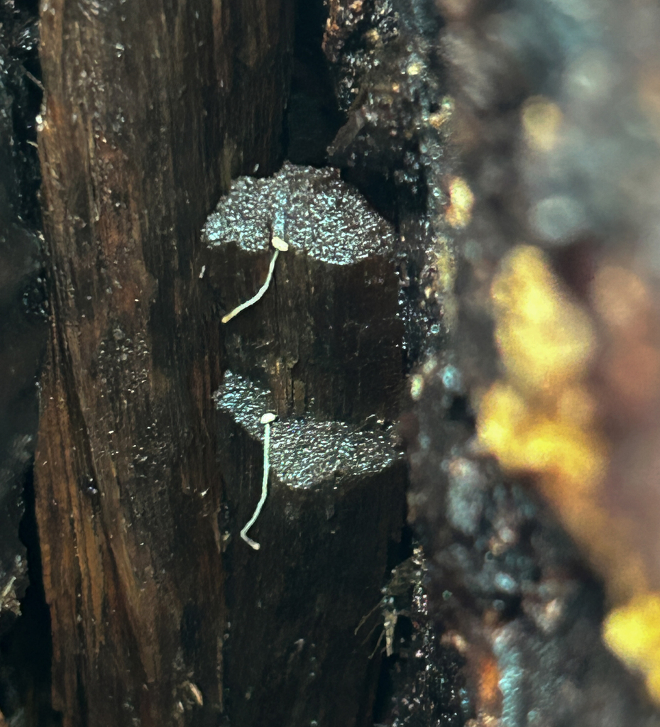 Mycena tenerrima · January 2026 · photo: © nettiecat (iNaturalist, cc-by)