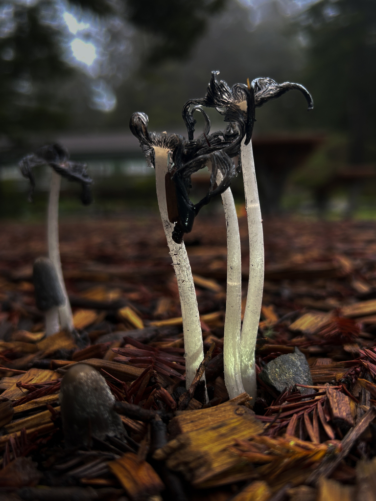 Coprinopsis lagopus · January 2026 · photo: © nettiecat (iNaturalist, cc-by)