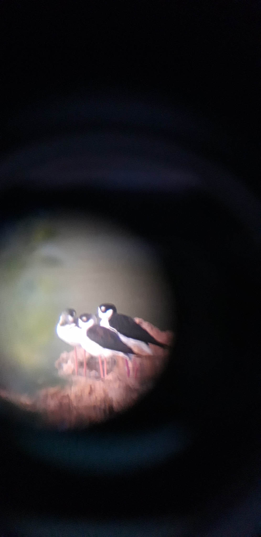 Black-necked Stilt