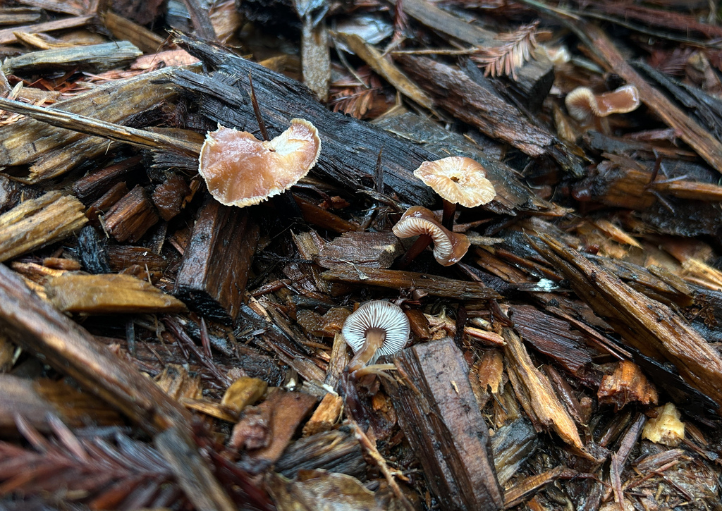 Gymnopus brassicolens · January 2026 · photo: © nettiecat (iNaturalist, cc-by)