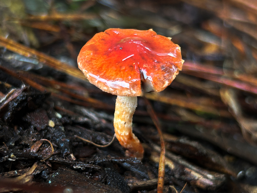 Leratiomyces ceres · January 2026 · photo: © nettiecat (iNaturalist, cc-by)
