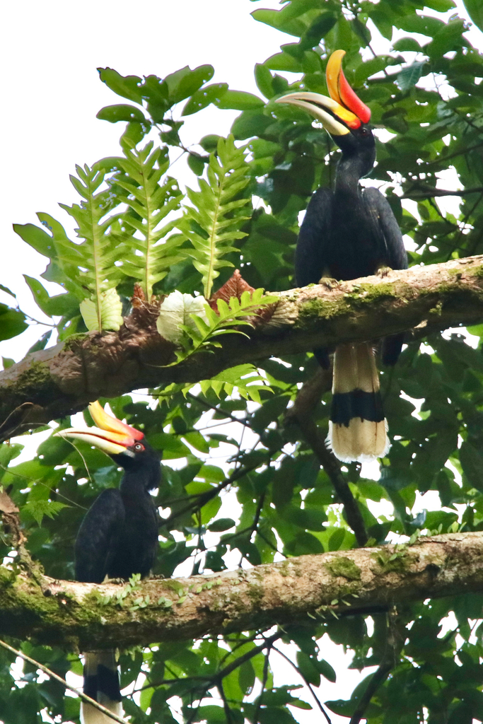 Rhinoceros Hornbill (Buceros rhinoceros)